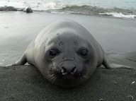 juvenile elephant seal.JPG